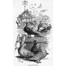 Pigeons prize almond d'occasion  Expédié en Belgium