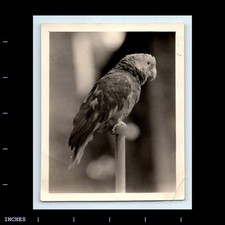 Foto vintage CLOSE-UP DE PAPAGAIO PÁSSARO comprar usado  Enviando para Brazil