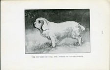 Clumber spaniel named for sale Clumber spaniel named for sale  COLEFORD