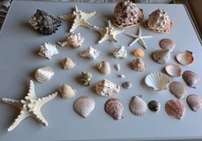 Beautiful seashells large for sale  BATH
