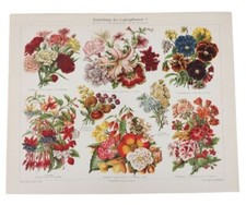 Antique Print- Garden plants -Powstanie roślin ogrodowych -Meyers na sprzedaż  PL