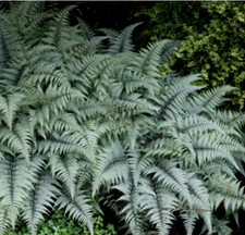 ferns lady fern for sale ferns lady fern for sale Pittsford