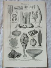 C1900 sea sponges for sale  WIGAN