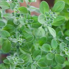 Sweet marjoram herb for sale  Deltona