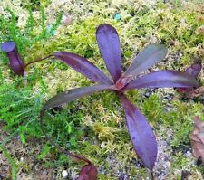 Semi nepenthes alba usato  Trappeto