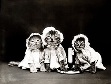 Ready bed cats for sale  USA
