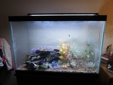 Gallon fish tank for sale  Albuquerque