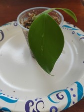 Rooted monstera albo for sale  Utica