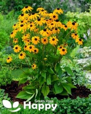 Rudbeckia goldsturm 100 for sale  DONCASTER