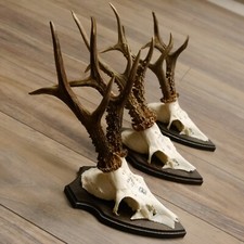 rehgeweih gebraucht kaufen rehgeweih gebraucht kaufen Nagel