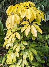 Schefflera actinophylla amate for sale  Lexington