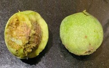 Walnut tree seeds for sale  PETERBOROUGH