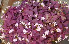 Gramm xalis triangularis gebraucht kaufen  Ilmenau, Martinroda