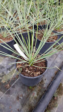 Yucca thompsoniana yucca d'occasion  Mont-près-Chambord