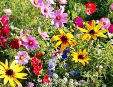 Explosion florale xxl d'occasion  Toulon-
