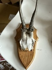Roe deer skull for sale  SOLIHULL
