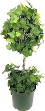 English ivy globe for sale  USA