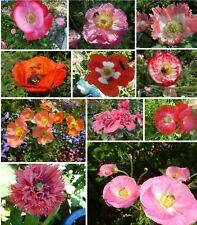 Mohn papaver kunterbunt gebraucht kaufen  Erding