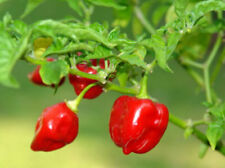 Peperoncino red habanero usato  Torino