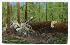 log fir for sale log fir for sale Lynnwood