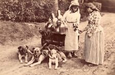 Flemish slag dairywoman for sale  STOCKPORT