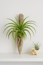 Air plants big for sale  Opa Locka
