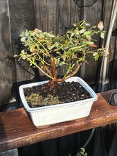 Year old large for sale  Brentwood