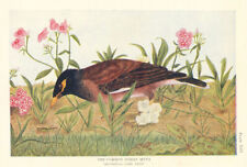 Common indian myna for sale  LONDON
