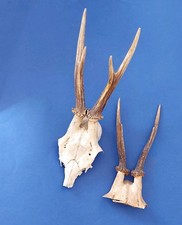 European roe deer for sale European roe deer for sale  NORTHWOOD