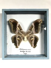 Cadre papillon taxidermie usato  Spedire a Italy