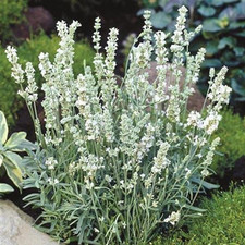 Lavender white ellagance for sale  UK