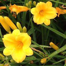 Stella oro daylily for sale  Center