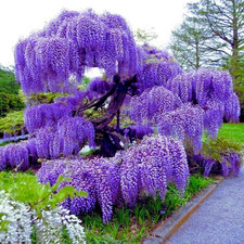 Purple wisteria tree for sale  Denver