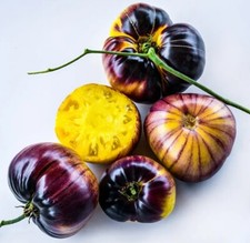 Sart roloise tomato for sale  Dayton