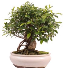 Bonsai ficus retusa gebraucht kaufen  Heinsberg