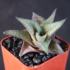 Haworthia tessellata plants for sale  Miami