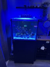Red sea reefer for sale  BOURNE