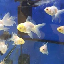 Yellow cap oranda for sale  Haslet