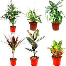 Indoor plants real for sale  HALESOWEN