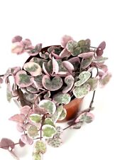 Variegated string hearts for sale  Castaic