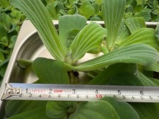 Large water lettuce for sale  BURY