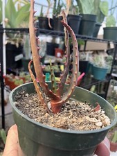 vera aloe giant for sale vera aloe giant for sale Temecula