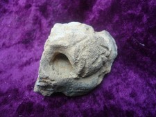 Fossilized sea urchin for sale  YEOVIL