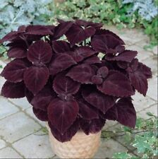 Coleus palisandra painted for sale  LONDON