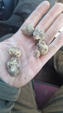 Tartufo bianco fresco usato  Santa Maria del Molise