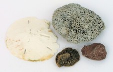 Vtg natural coral for sale  Coventry