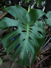 Philodendren monstera plant for sale  Winter Haven
