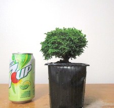 mame bonsai for sale mame bonsai for sale Garden Grove
