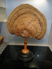 Cabinet curiosité champignon d'occasion  Agde