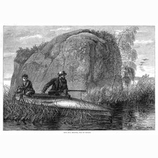 Wild duck hunting for sale  GLASGOW